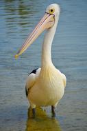 Pelican Bird Water