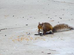 Squirrel Animal Rodent