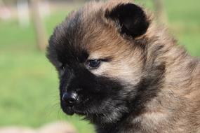 Dog Bitch Pup