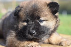 cute puppy lies