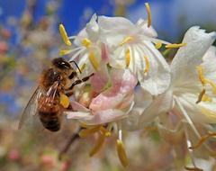 Honey Bee Insect Pollen