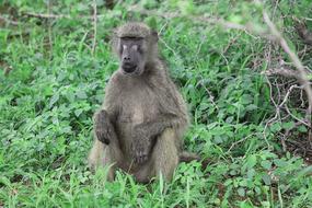 Africa Baboon Irritable Kruger