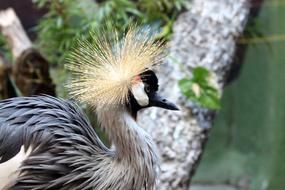 Crane Bird Crowned
