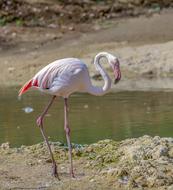 Flamingo Bird Pink