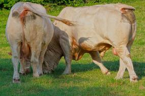 Cow Bull Beef