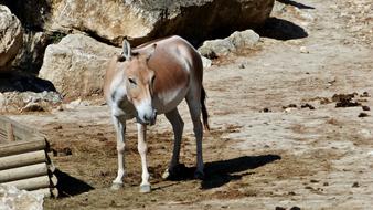 Evening Primrose Animal Unit