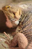 Lizard Reptile Dragon