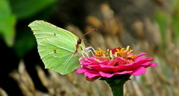Butterfly Insect Flower