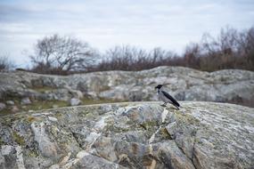 Crow Bird Cliffs