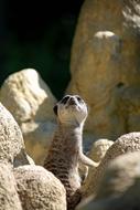 Meerkat Animal Mammal
