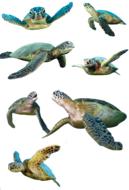 Turtle Isolated Water