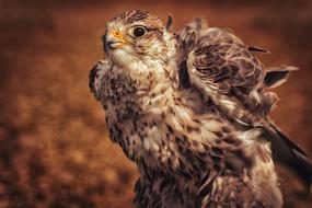 Falcon Raptor Birds