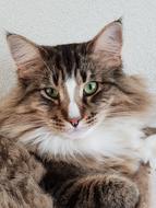 gorgeous cat with green eyes