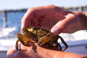 Hands Crab Expensive