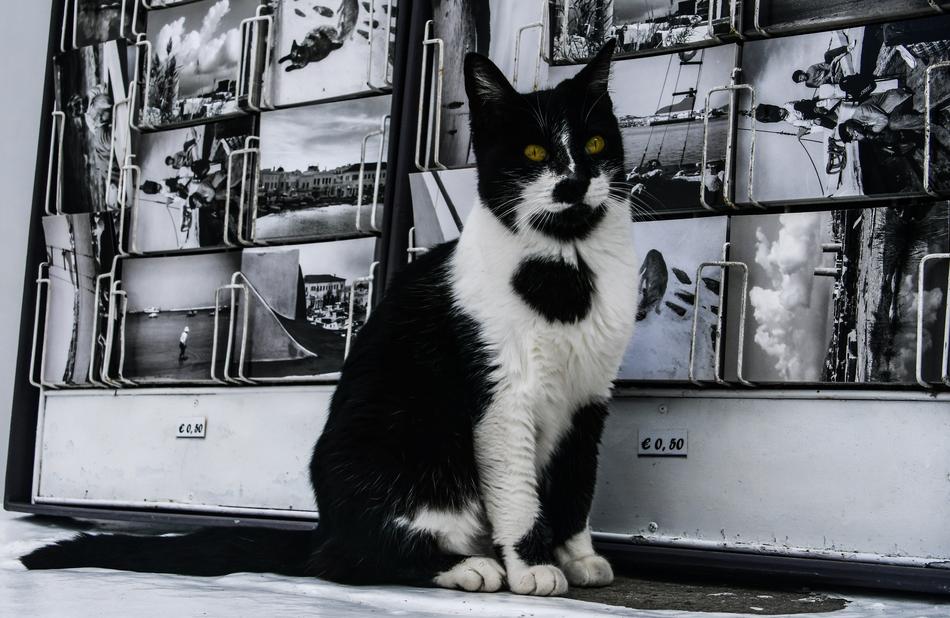 black and white cat background photos, mykonos, greece