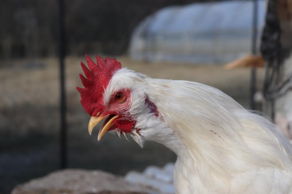 white fluffy chicken