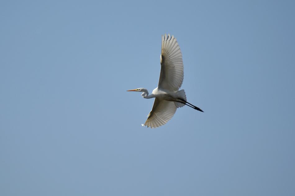 heron high in the blue sky