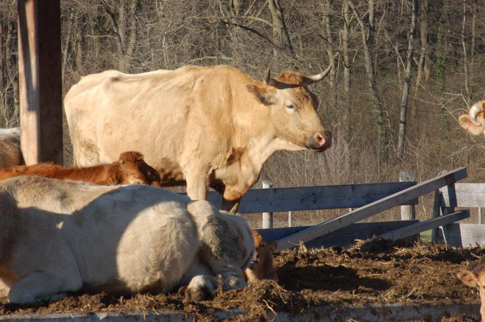 Cows Cow Agriculture