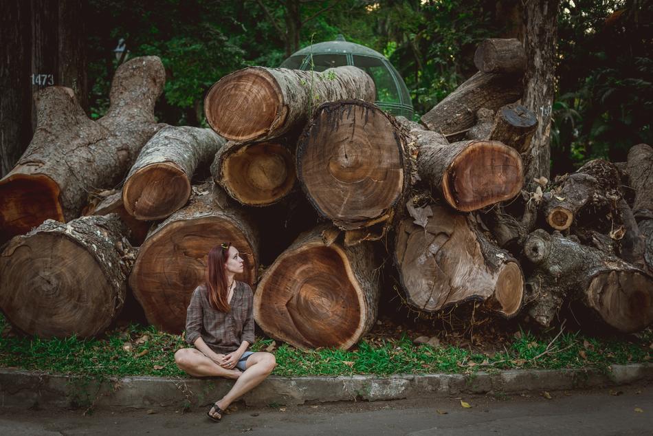 Vietnam Tree Log