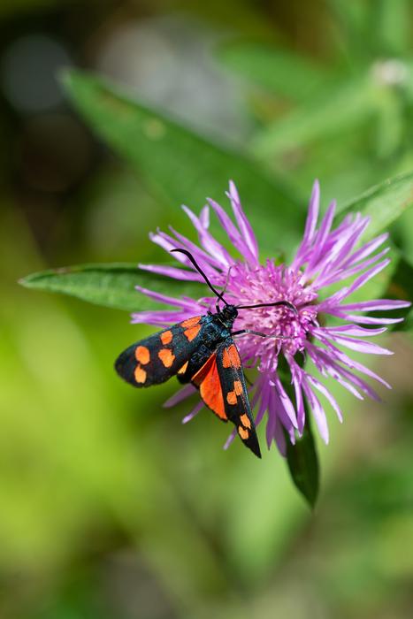 Insect Red Black Flower