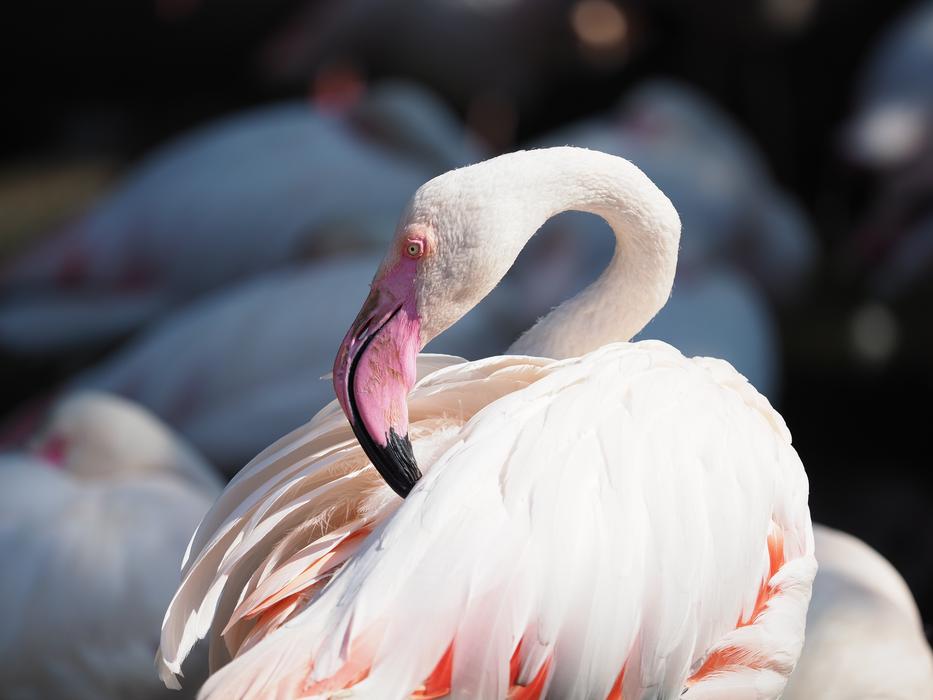 white flamingo brushing his feathers