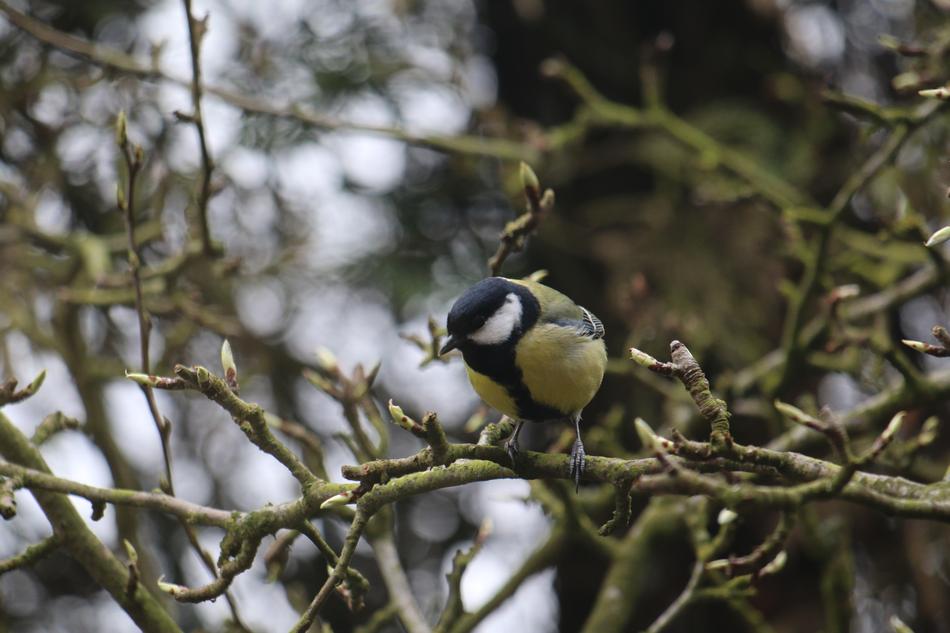 Tit Bird Nature