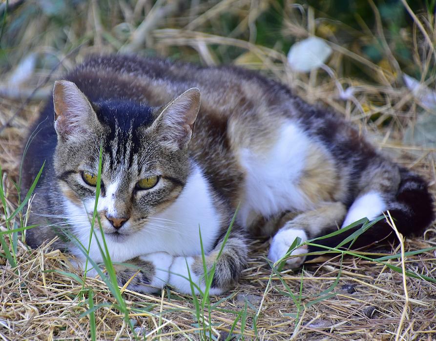 Feline Cat Animals
