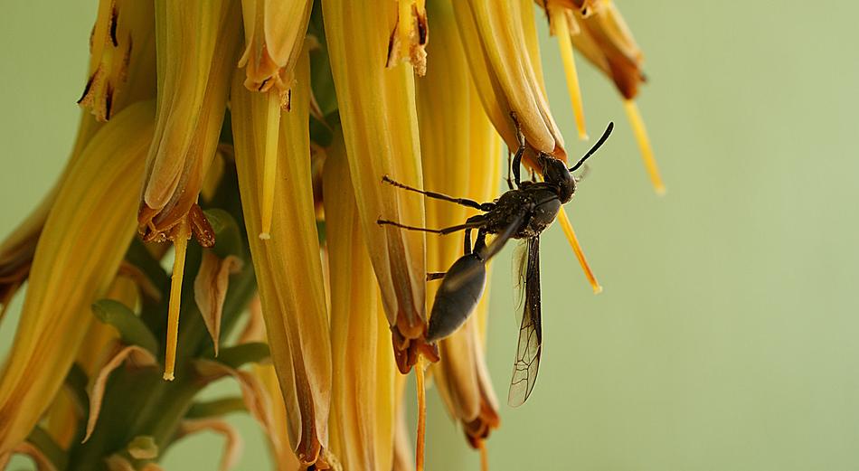 insect on a long flower