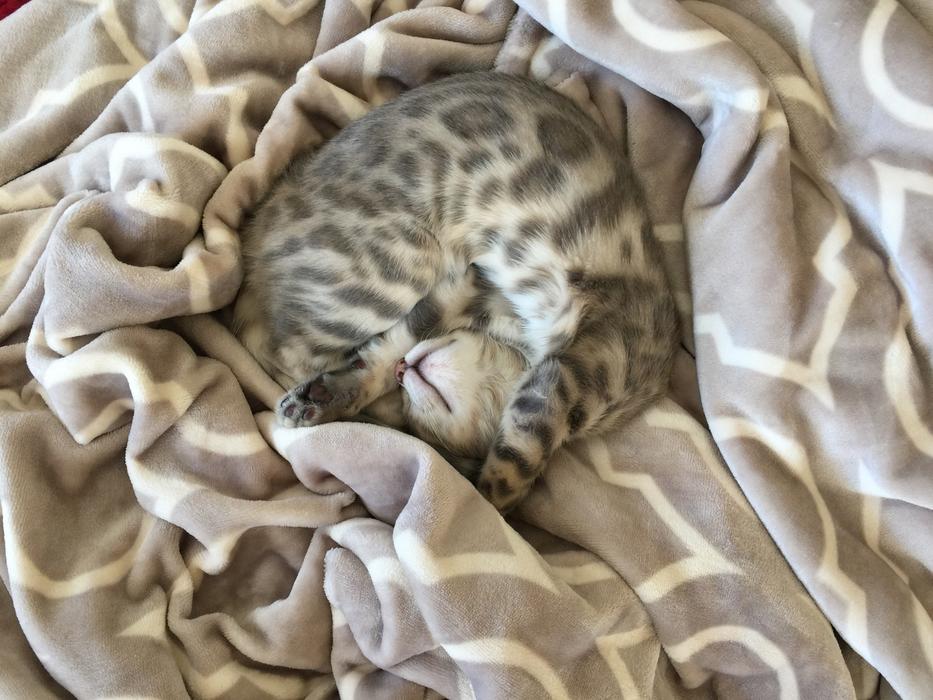 Kitten Sleeping Cat Kitty