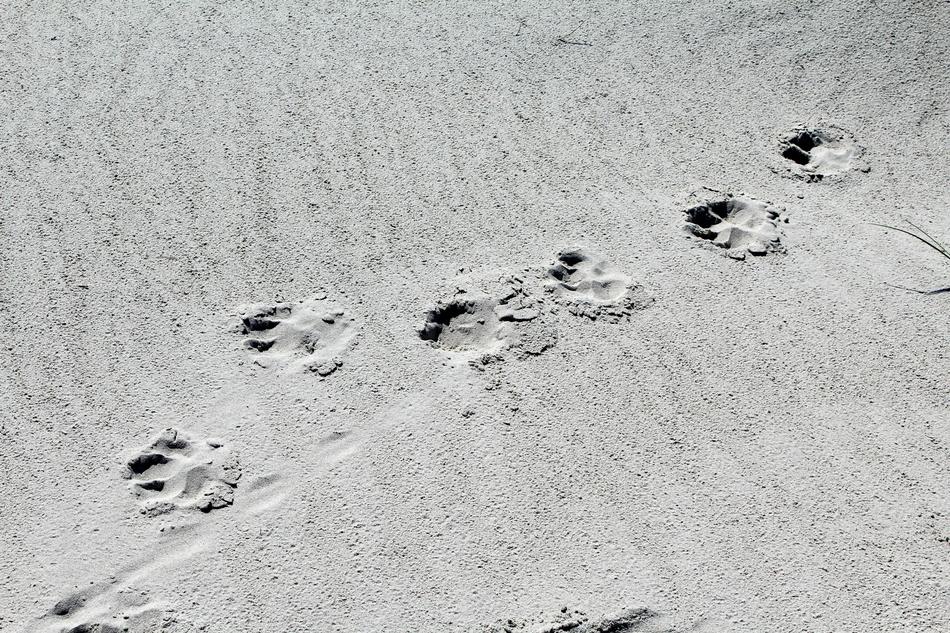 Paws Sand Beach Dog
