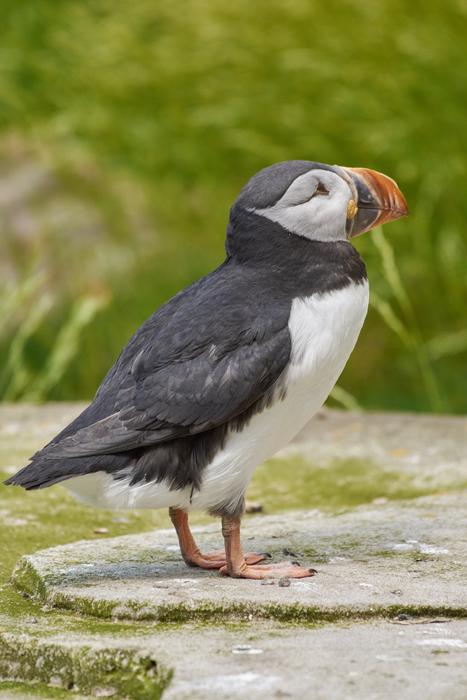 Puffin Iceland Bird
