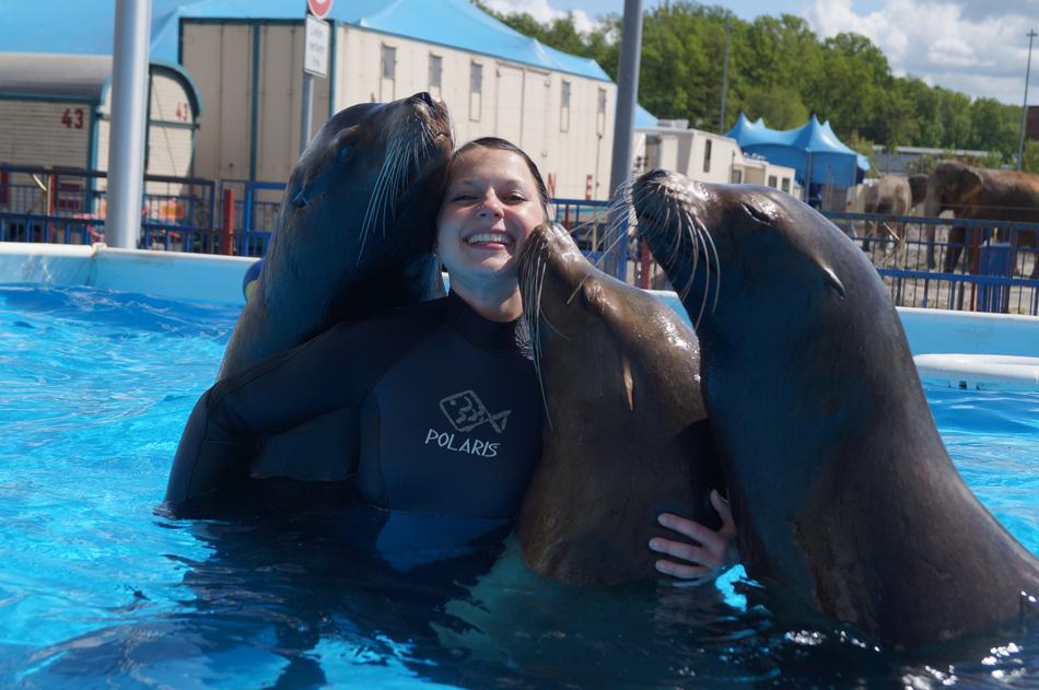 Seals Circus Water