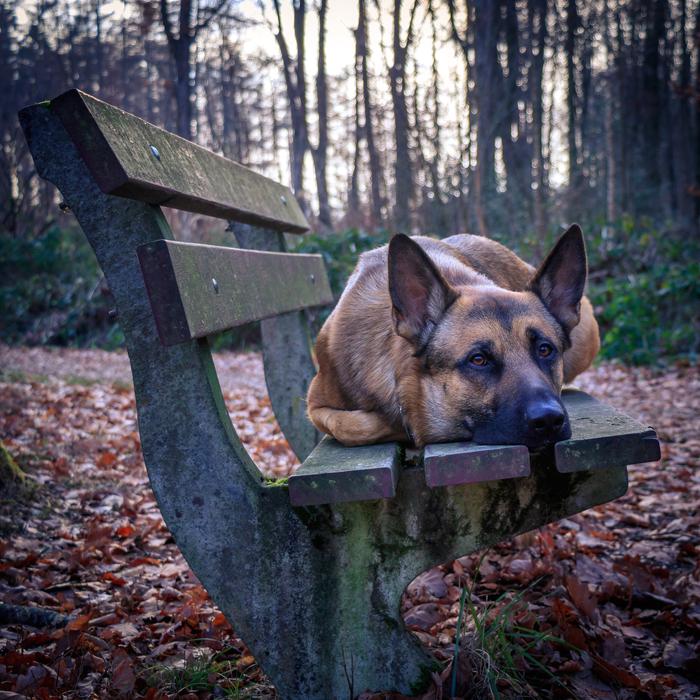 giving dog on the bench