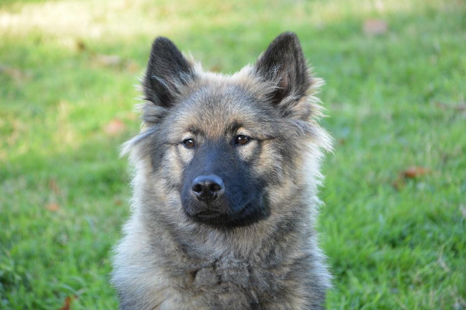 Dog Bitch Eurasier Orlaya