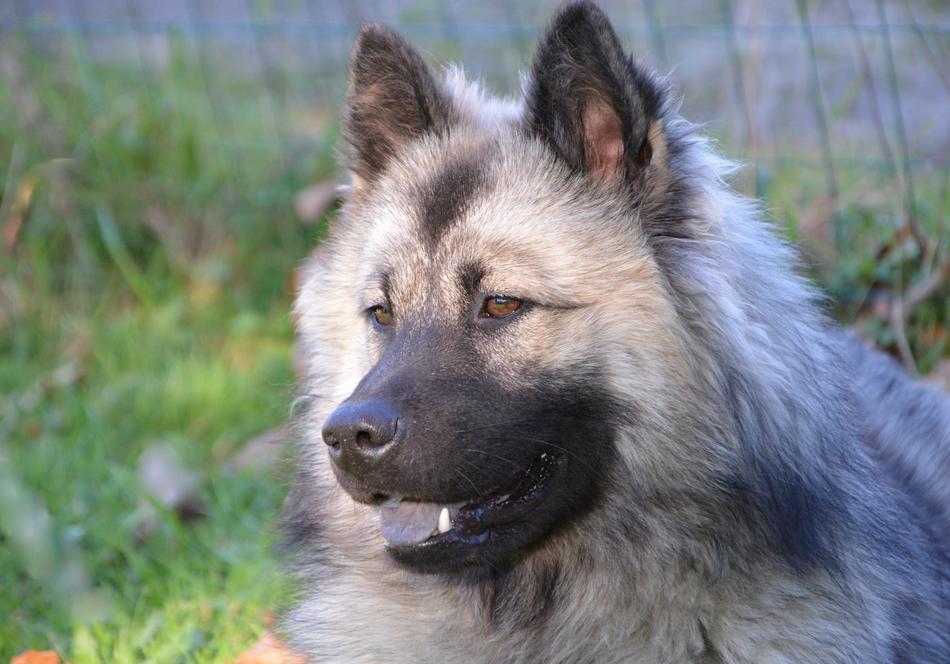 Dog Bitch Eurasier Christmas