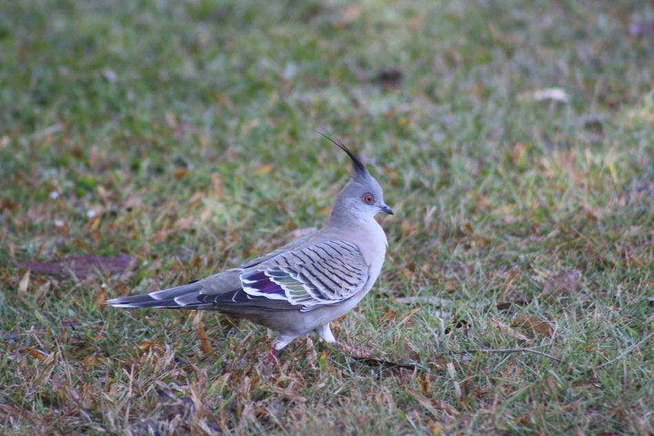 Crested Pigeon Bird Crest