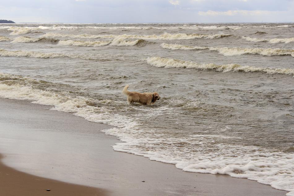 Dog Retriever Water