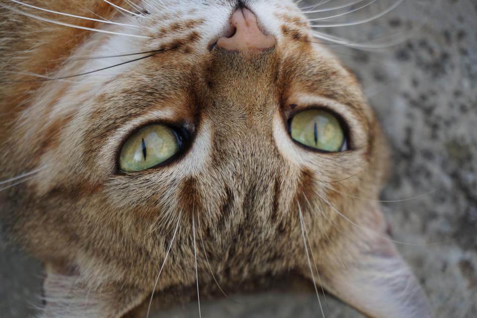 Cat Eye Feline macro