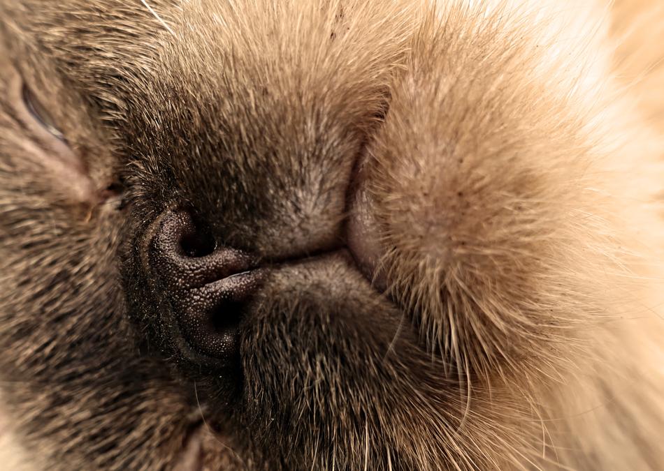 Cat Puss Nose