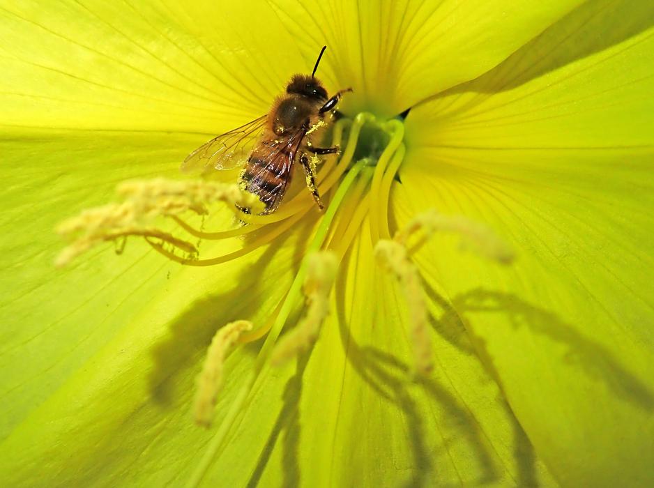 Bee Insect Evening Primrose