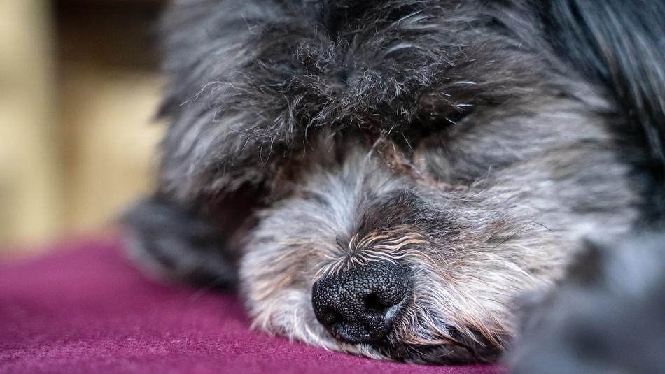 Dog Nose Close Up