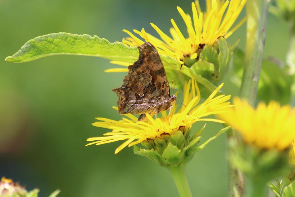 Butterfly Elecampane Inula