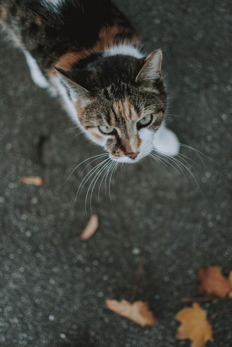 view of Cat Animal in Nature