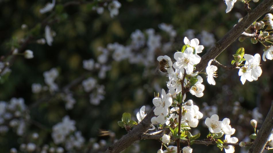 Bee Springtime Plum Flower