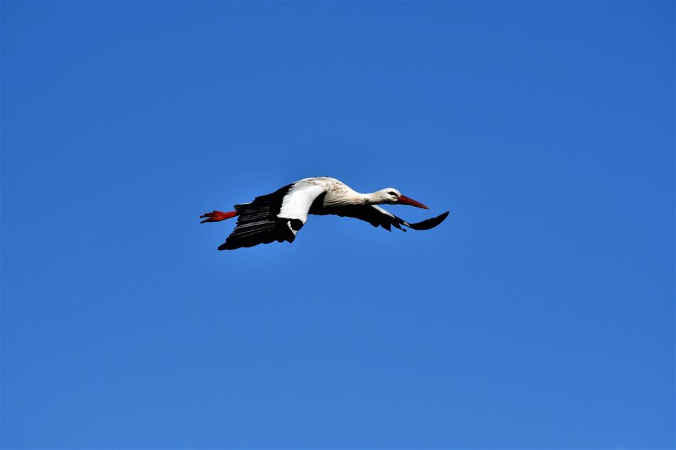 Stork Flying Bird