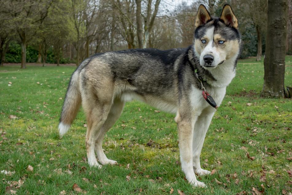 husky dog on green grass in the park