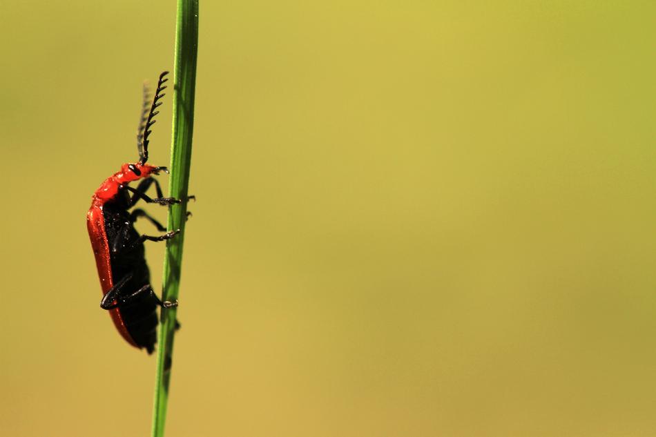 Beetle Insect Close Up