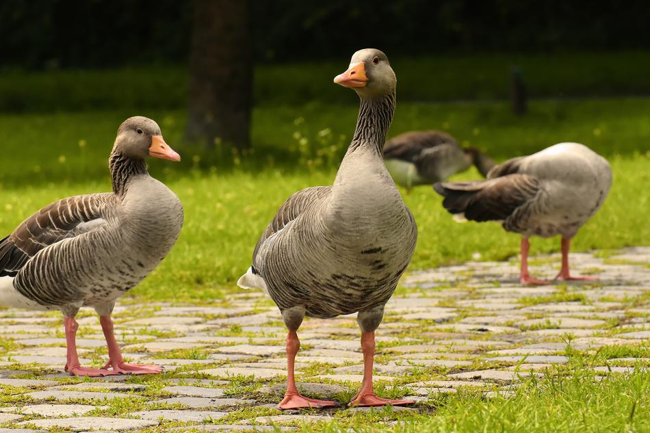 Geese Wild Waterfowl