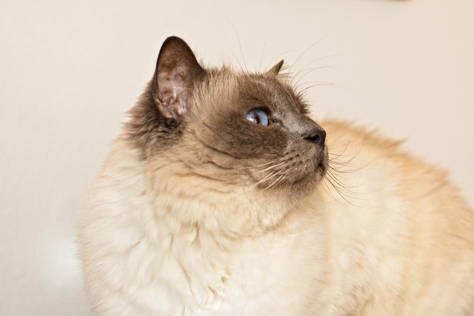 Cat Sacred Birman Moustache Breed