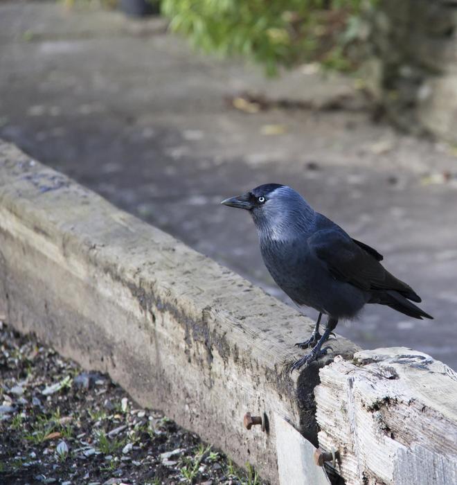 Crow Bird Black